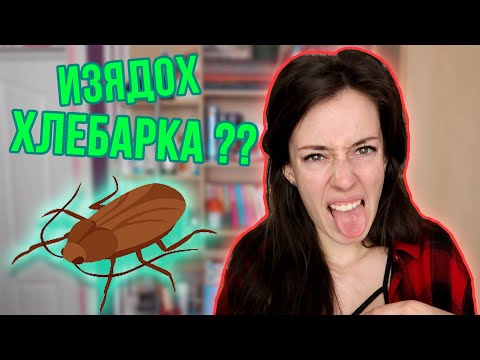 Видео: ИЗЯДОХ ХЛЕБАРКА??