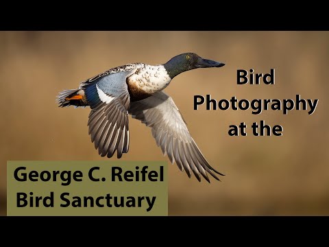 Видео: Фотосъемка водоплавающих птиц в заповеднике Джорджа Райфеля, Ванкувер.