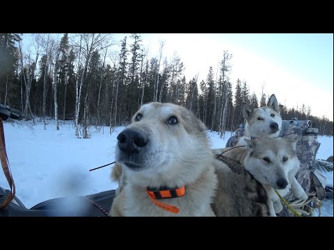 Видео: Найти медведя Весной