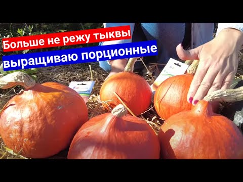 Видео: Вы тоже откажетесь от обычных тыкв, когда попробуете вырастить порционные. Маленькие оранжевые тыквы