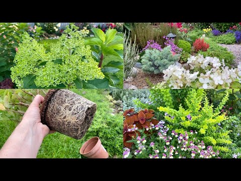 Видео: Заполняю сад новыми растениями/ мои новиночки/Ленинградская область/ #Цветочныемечты#Цветущийсад