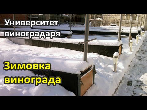 Видео: 14. Зимовка винограда. Укрытие винограда на зиму.