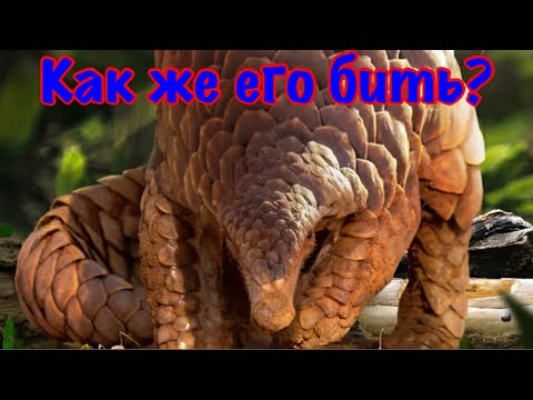 Видео: The Ants. Урон по Панголину