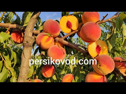 Видео: Персик Азорит Поздний 19.08.2020 persikovod.com