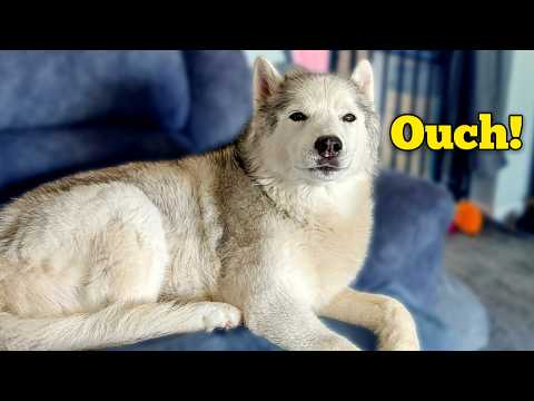 Видео: Почему у нашего сибирского хаски опухла морда?