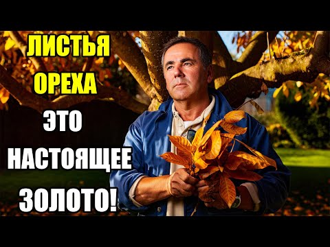 Видео: ЛИСТЬЯ ГРЕЦКОГО ОРЕХА. Не сжигай — вот что с ними делать, чтобы сад только выигрывал!