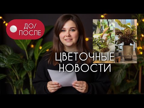 Видео: ЦВЕТОЧНЫЕ НОВОСТИ: как изменились мои растения после пересадок и не только