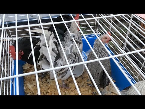 Видео: Аукцион животных амишей! (И несколько птенцов голубей)