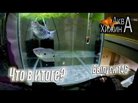 Видео: Гурами на нерест. Итоги (Аква Хижина, выпуск 146)