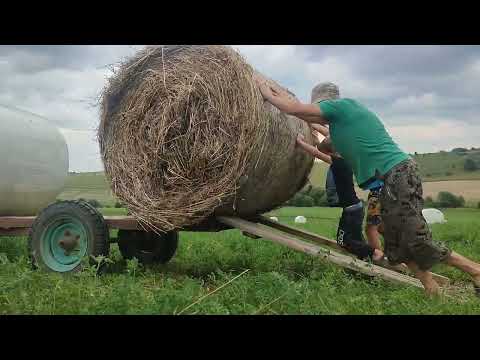 Видео: Вожу  рулоны с сенном  с сынами .