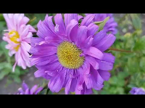 Видео: Последний день лета🌞 Заготовочки на зиму.
