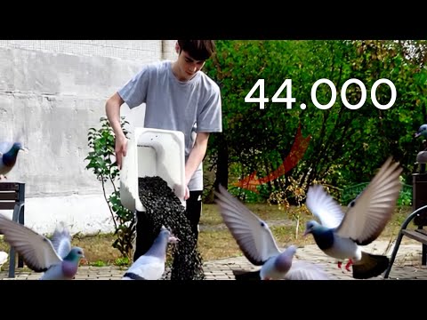 Видео: Переманиваю ВСЕХ Голубей Города с Помощью 44.000 Семечек