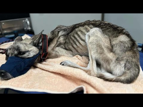 Видео: Голодный, сломленный и еле живой — чудесное путешествие рейдера домой оставит вас в слезах!