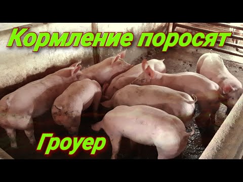 Видео: Чем кормлю поросят на гроуере!  Как готовлю корм! Какой премикс использую!