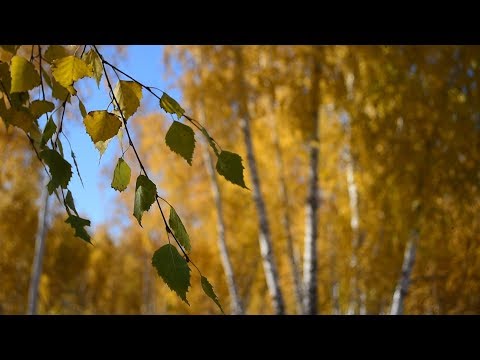 Видео: Золотая осень Западной Сибири и картошка запечённая в фольге на углях.