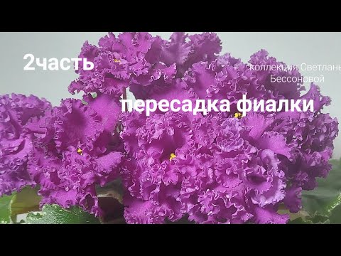 Видео: фиалка  (2часть ) пересадка
