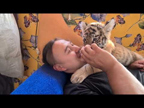 Видео: Тигрята напали на Тигропапу, чтобы обнять!)