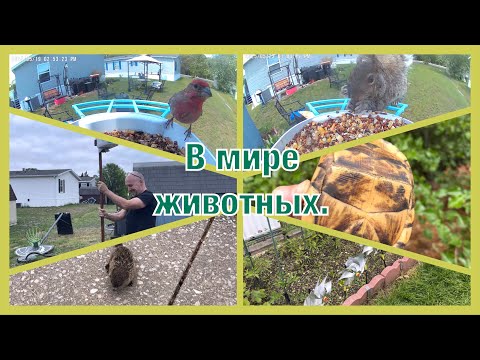 Видео: VLOG #10. Прилетайте в мой дом. Вот так встреча! Кто ворует днем? Не мрачновато ли?