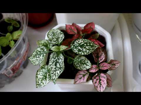 Видео: Комнатные растения из семян. Какие стоит выращивать. [Надежда и мир]