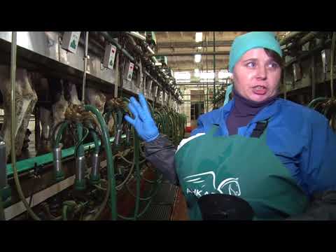 Видео: Доярки из Величкович представят район на республиканском конкурсе животноводов