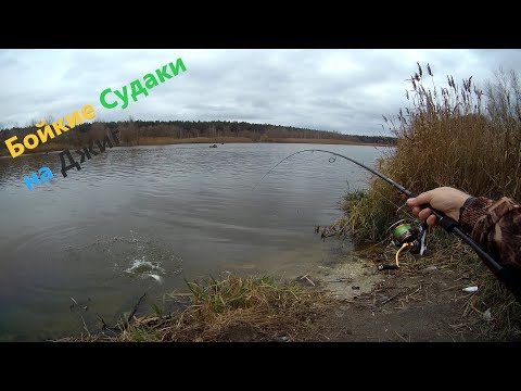 Видео: Секретная приманка на судака. Судак осенью на джиг.