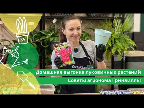 Видео: Выгонка луковичных цветов. Советы агронома Гринвилль