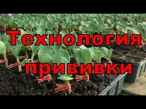 Видео: Технология прививки арбуза, дыни, огурца. Аллея Вкуса