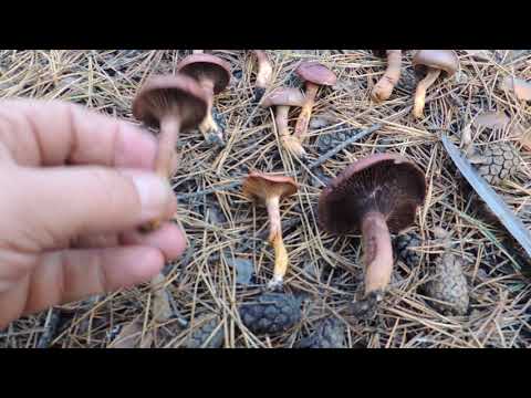 Видео: Гриб мокруха сосновая(пурпуровая).Большинство игнорирует,а зря.