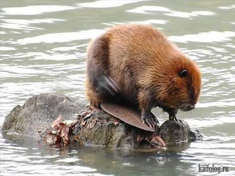 Видео: Чайф - Про бобра и барабан