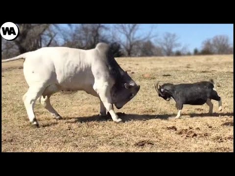 Видео: Вот Почему Корова Не Должна Бодаться С Козой. Смертельные Игры Животных
