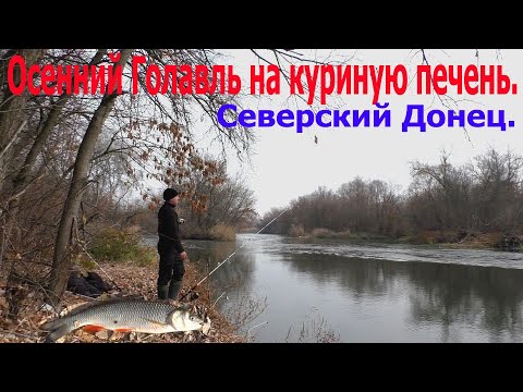 Видео: Осенний Голавль на куриную печень. Северский Донец.