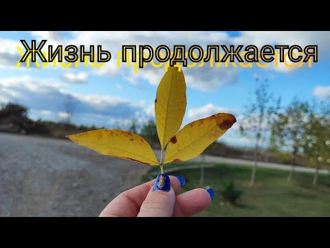 Видео: Влог# 551 ЖИЗНЬ продолжается 🕛 Новые ПОСАДКИ на участке 🌿🌺🌱