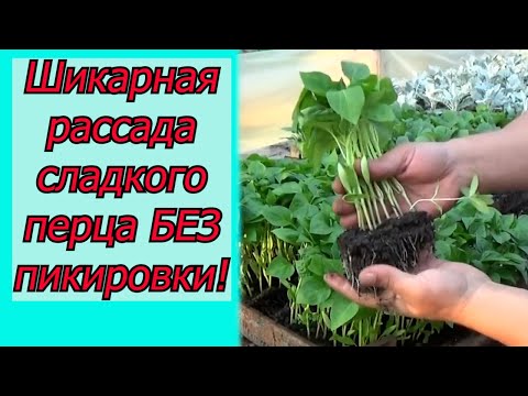 Видео: Как вырастить много красивой рассады сладкого перца - всё в одном видео!