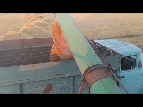 Видео: сбор урожая 2023 часть 8