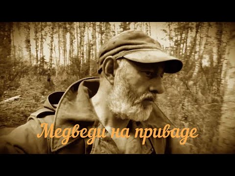 Видео: Медведи