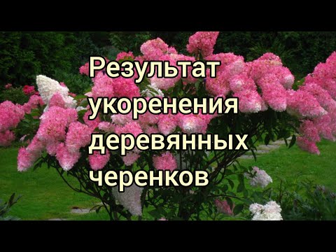 Видео: Результат укоренения деревянных черенков метельчатых гортензий.