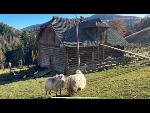 Видео: Традиційне життя родини Гуцулів. Буденні справи у горах Карпат