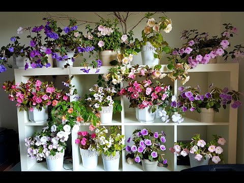 Видео: Пора садить Ахименесы. Быстрая посадка Ахименесов.