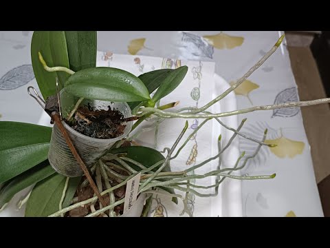 Видео: Эффективная стимулирующая посадка🌿как наращиваю МНОГО корешков 🌿