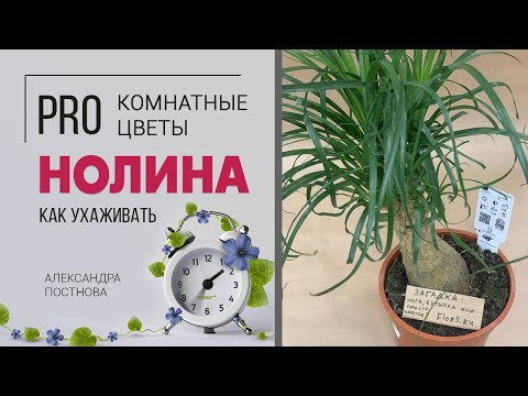 Видео: Нолина бокарнея - нога слона, бутылочное дерево. Прозвищ много, будем разбираться за что же ее так