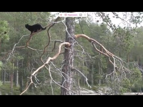 Видео: Карелия 2021.  Часть 2 .