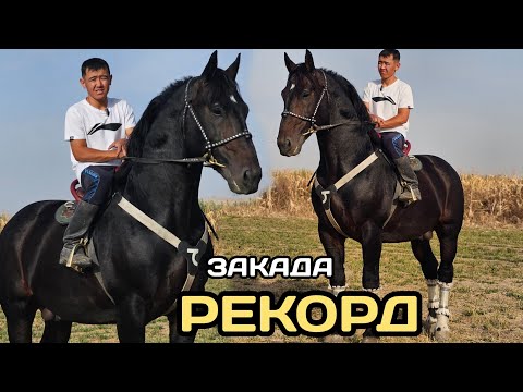 Видео: Зака РЕКОРДДУ КОЙДУ😱25 сентября 2025 г.