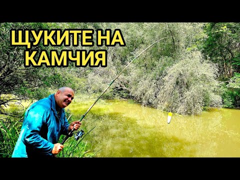 Видео: Има ли щука в р.Камчия и на какво кълве? Риболов със жива рибка за стръв!