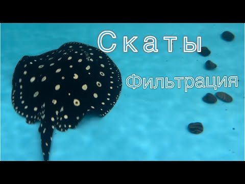 Видео: Устройство САМПа. Скаты леопольди. Фильтрация. Биофильтр. Обслуживание.
