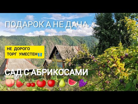 Видео: ШИКАРНАЯ ДАЧА за 200т.р ВИДЕО ОБЗОР БРУСОВОЙ ДОМ И ВКУСНЫЙ САД | ХАКАСИЯ п. Черемушки