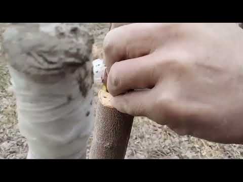 Видео: Daraxtlarni payvandlash usullari. Дарахтларни пайвантлаш усуллари. 3 xil daraxtlarga.