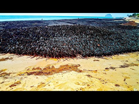 Видео: Они Оставили Тысячи Крыс Одних с Пингвинами на Маленьком Острове