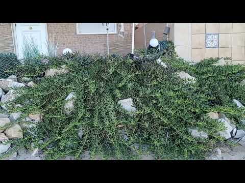 Видео: ШОК Гуардамар  пляж! Бабилония.  Парк. Польская вечеринка.