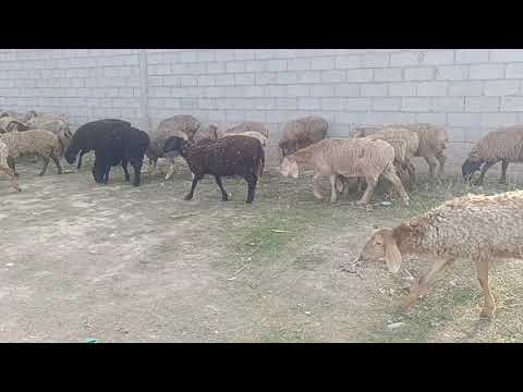 Видео: Ургаачы бычмал эркек козулар сатылат тел 0708238468