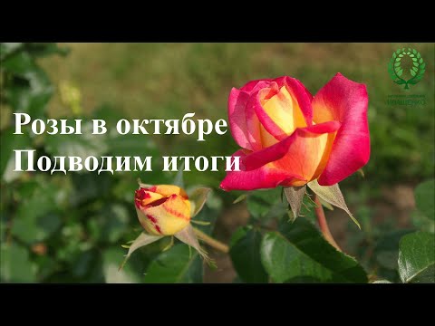 Видео: Розы в Октябре. Подводим итоги. Питомник 🌹 и 🌲 Е. Иващенко